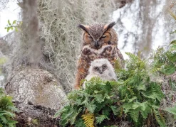 Cobble Hill Great Horned Owl | 1000 Piece- 1000 Piece | Mountainscape