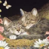 Cobble Hill Morning Snooze (tray) | 35 Piece Tray- Tray Puzzles | Cats